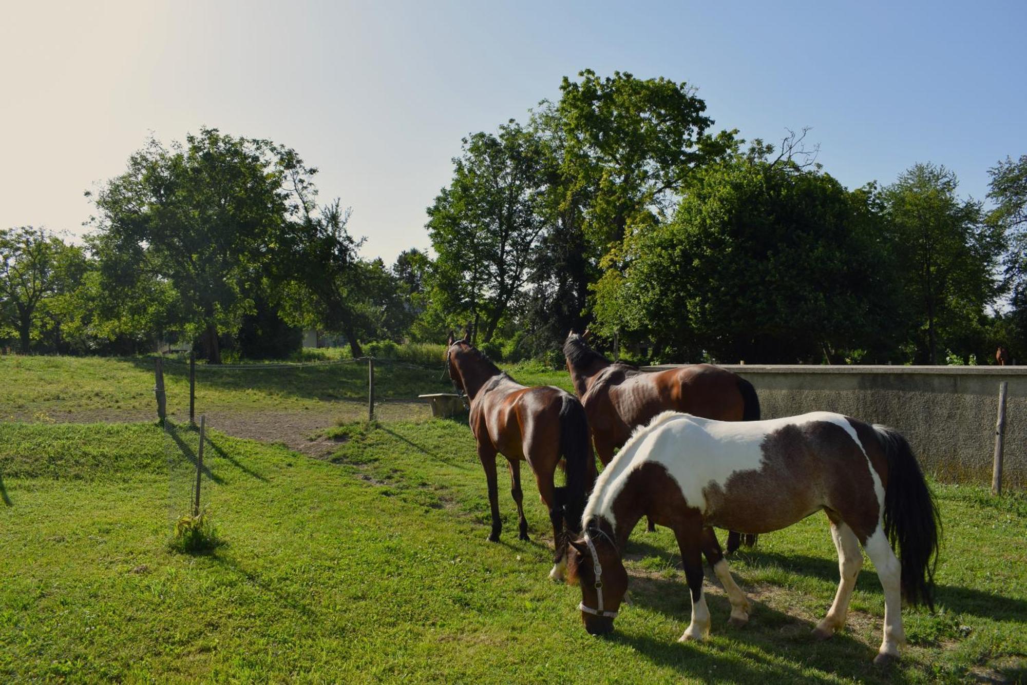 Farm Stay Zevnik Брежице Экстерьер фото