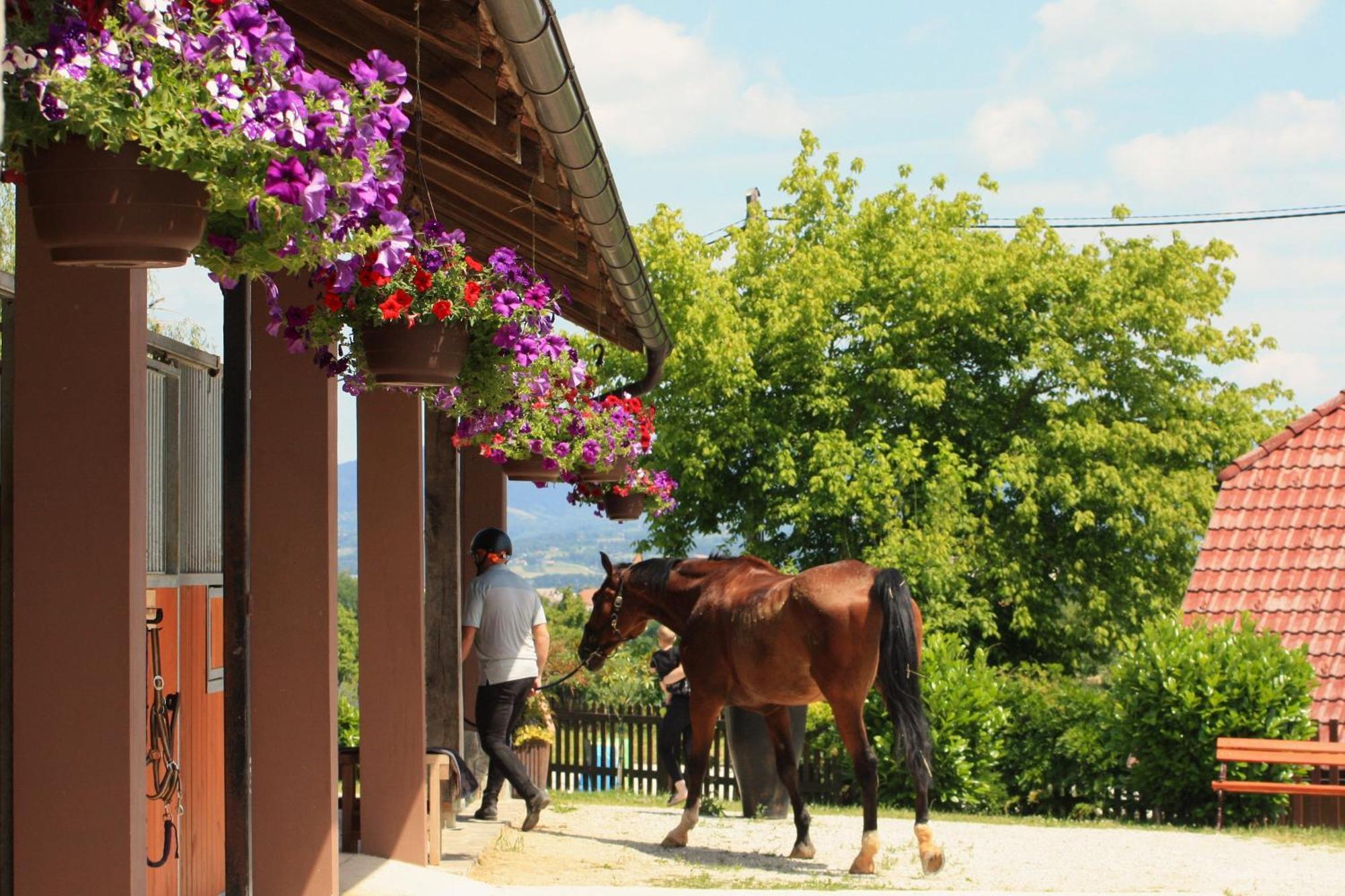 Farm Stay Zevnik Брежице Экстерьер фото